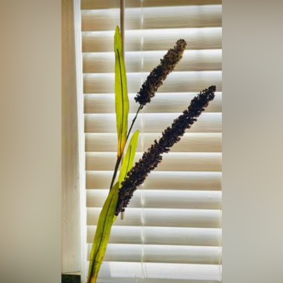 *Burgundy Millet Stem, Bundle of 3 - Picture 3 of 10